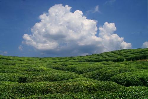 微米生物：垃圾變肥料，免費供村民用！這里的餐廚垃圾處理有辦法